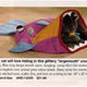 Image for article titled Doctors Foster & Smith: The Crazy Cat Lady Catalog